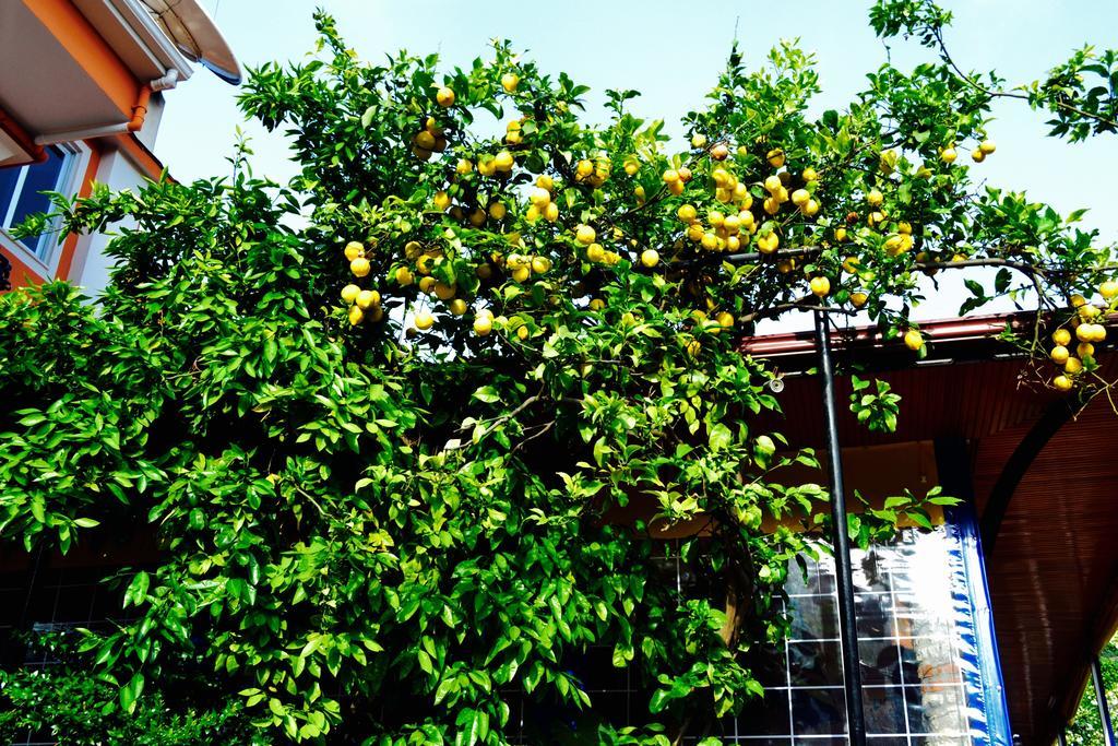 Magic Tulip Hotel Ölüdeniz Exterior foto